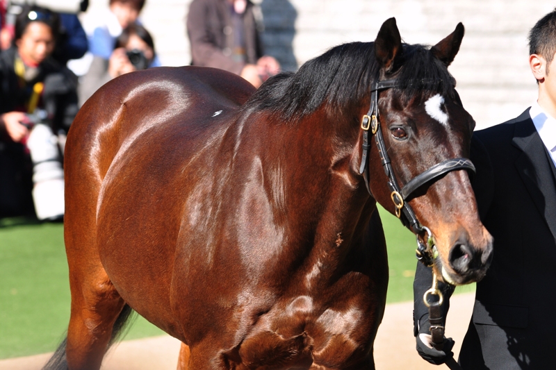 HORSEPOWER（馬力）: 七冠馬 皇帝シンボリルドルフ